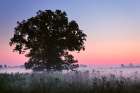 Large tree in farm field and foggy sunrise, Louisville, Kentucky Art Print